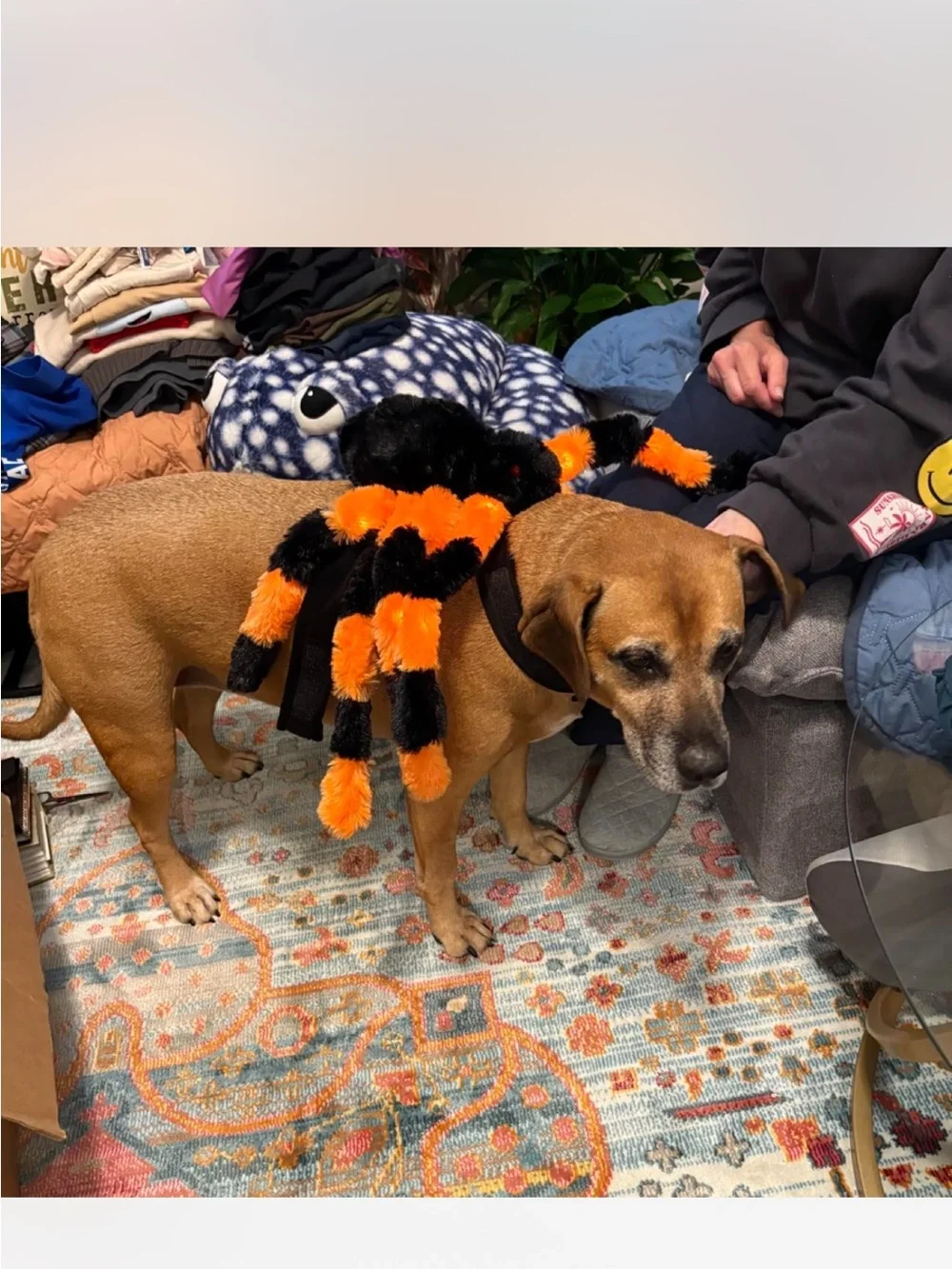 Plush Spider Costume for Dogs in Black & Orange